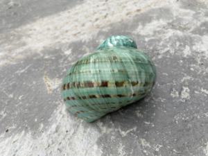 Concha Marina decorativa de Vietnam, artesanía costera hecha a mano para proyectos de arte DIY y decoración del hogar inspirada en la náutica - Product Image 2