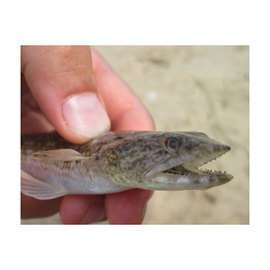 Pescado Lagarto a Granel Disponible a Precios Competitivos Ideal para Supermercados y Servicios de Catering - Product Image 1