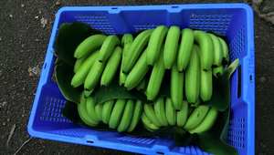 Plátano verde orgánico Premium Cavendish, fruta tropical fresca con sabor excepcional - Product Image 4