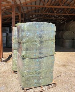 ซื้อหญ้าชนิตแบบสดสำหรับการให้อาหารหญ้าอัลฟัลฟาแห้งและแสงแดด