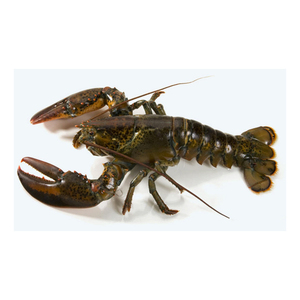 Langosta viva disponible en grandes volúmenes para exportación y distribución de mariscos - Product Image 4