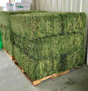 Heno de alfalfa de grado lácteo Premium Pedido a granel de heno de alfalfa barato MT - Product Image 1