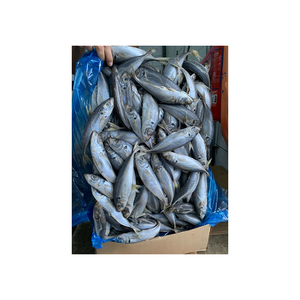 Atún del Pacífico Fresco Congelado, Disponible para Compra al por Mayor para Minoristas y Mercados de Servicios de Alimentación - Product Image 1