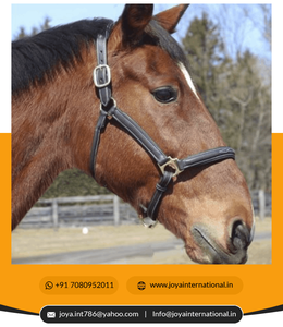 Licou de cheval en cuir personnalisé de haute qualité, vente en gros - Product Image 4