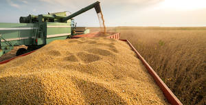 Comida de soja/ALIMENTACIÓN ANIMAL Soja Compre comida de soja de calidad en línea a un precio asequible - Product Image 2