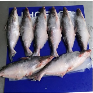 ปลาบาซาหัวเหลืองแบบใหม่10กก. น้ำหนักสูงสุด iqf pangasius 24เดือนอายุการเก็บรักษาจากเวียดนาม - Product Image 5
