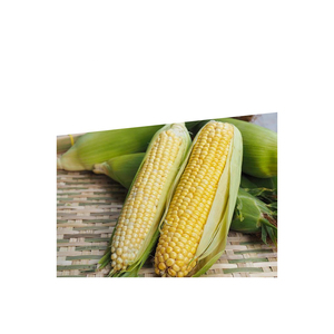 Grans de maíz amarillo seco al mejor precio/stock a granel de maíz disponible con embalaje personalizado - Product Image 4