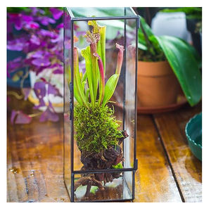 Superior Best Quality Vintage <b>Clear</b> <b>Glass</b> <b>Vase</b> Garden Moss Decorative Air Plants Tabletop Decoration Home Office Terrarium Deco - Product Image 1
