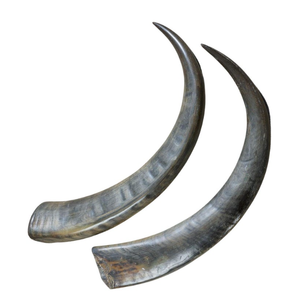 Cuernos de búfalo de alta calidad a la venta a precio barato, suministro a granel de cuernos de animales naturales para botones artesanales y uso decorativo - Product Image 5