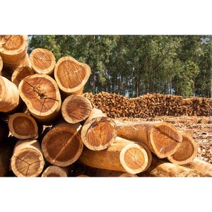 Bois scié de haute qualité fraîchement coupé, durable et prêt pour la construction et la fabrication - Product Image 2