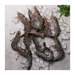 Camarones Tigre Negros Congelados de Alta Calidad con Proceso BQF para Venta al por Mayor y Manejo en Frío Confiable - Product Image 3