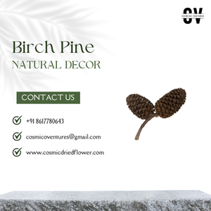ไม้สนเบิร์ชคุณภาพพรีเมี่ยมยอดนิยมสำหรับงานแต่งงานบ้านกิจกรรมสำนักงานและการจัดดอกไม้แห้ง - Product Image 4
