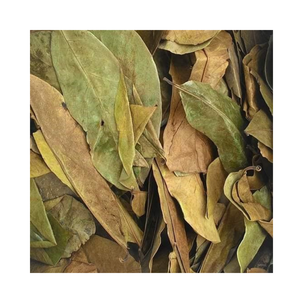 VIETNAM FEUILLES DE SOURSOP PREMIUM HOT DEAL HERBES NATURELLES DE HAUTE QUALITÉ PARFAITE POUR LA FABRICATION DU THÉ ET LES MARCHÉS INTERNATIONAUX DE GROS - Product Image 1