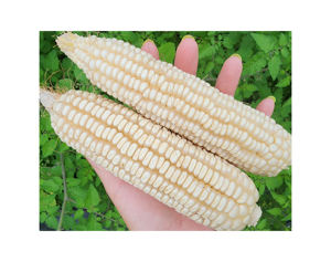 Maíz blanco sin OGM de la mejor calidad, IQF congelado y seco para uso al por mayor en variedad de alimentos para animales, incluye maíz dulce y amarillo - Product Image 2