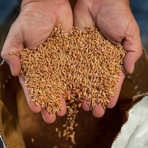 Grano de trigo integral orgánico al por mayor a precio económico para la venta a granel - Product Image 4