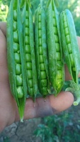 Graines de pois Super Climax, marque Moon Star, pureté 99%, germination 85%, origine Pakistan