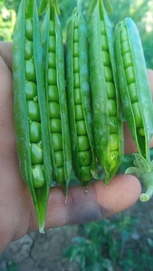 Semillas de Guisantes Super Climax - Product Image 3