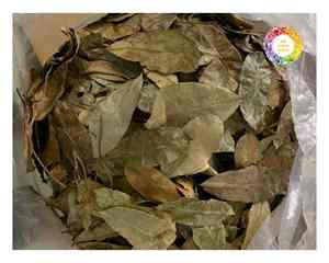 Fournisseur vietnamien de feuilles de corossol de Graviola pour tisane soigneusement séchées pour conserver la saveur offertes en paquets en vrac et au détail - Product Image 1