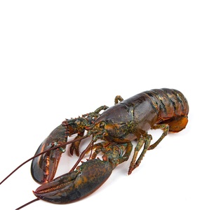 กุ้งมังกรแช่แข็ง / หางกุ้งมังกรแช่แข็ง / กุ้งมังกรสด - Product Image 5