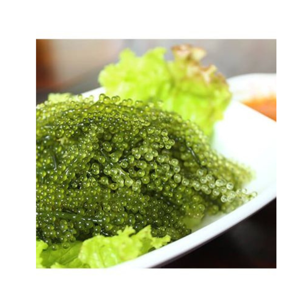 Edible seaweed FRESH SEA GRAPE /SEA GRAPES SEAWEED best price for Export