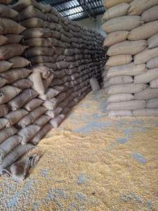 Maíz Amarillo Entero de Alta Calidad, Grano de Maíz Amarillo Blanco, Humedad 13%, Almacenamiento a Granel, Nutritivo, Larga Duración (12 Meses) - Product Image 6