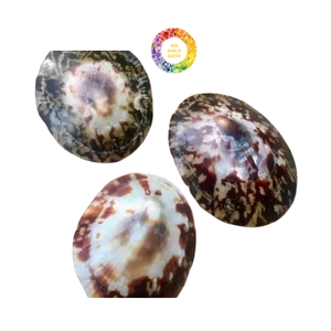 Coquilles ovales lisses pour l'artisanat Taille et couleur personnalisées disponibles en gros du Vietnam - Product Image 6