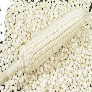 Maïs blanc sans OGM (maïs blanc), maïs blanc Fournisseurs - Product Image 1