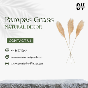 Herbe de la Pampa Naturelle Moelleuse de Haute Qualité en Gros, Fleur Séchée Cosmique pour DIY, Remise de Diplôme, Halloween, Mariage, Noël, Fête des Mères - Product Image 3