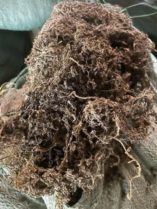 สาหร่ายซาร์กาซัมแห้งจำนวนมาก สาหร่ายสีน้ำตาลตากแห้งด้วยแสงแดด สำหรับการสกัดอัลจิเนตในอุตสาหกรรมและอาหารสัตว์ - Product Image 4