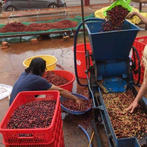 Café Robusta Biologique Torréfié Vietnam Marque Personnalisée, Marque Privée, À Partir De Seulement 1kg de quantité minimale de commande - Product Image 5