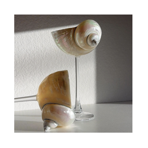 แก้วไวน์เปลือกหอยพรีเมี่ยมสำหรับชายหาดบาร์รีสอร์ทตกแต่งบ้านและจัดแสดง - Product Image 1