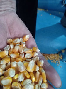 SEMBRAS ENTERAS MAÍZ ALIMENTACIÓN ANIMAL/MAÍZ AMARILLO SECAS - Product Image 3