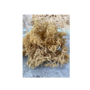Eucheuma cottonii มอสจากทะเลผงโนริสาหร่ายทะเลสดและแห้งผลิตจากเวียดนาม - Product Image 1