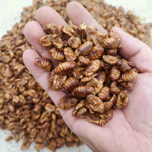 Crisalidi di Baco da Seta Essiccate al Microonde per Alimenti per Animali Domestici, 50%-70% Proteine, Approvato per l'Esportazione, Disponibile all'Ingrosso e OEM per l'Aggiunta all'Alimentazione Animale - Product Image 4