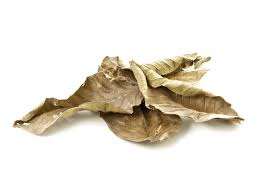 Hojas de Guayaba Secas 100% Naturales Hechas en Vietnam - Product Image 4