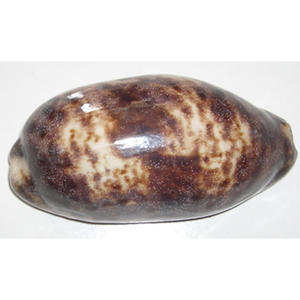 Cypraea testudenaria taille 8-10cm poli coquillage bijoux noir cauri motif coquille matériel - Product Image 1