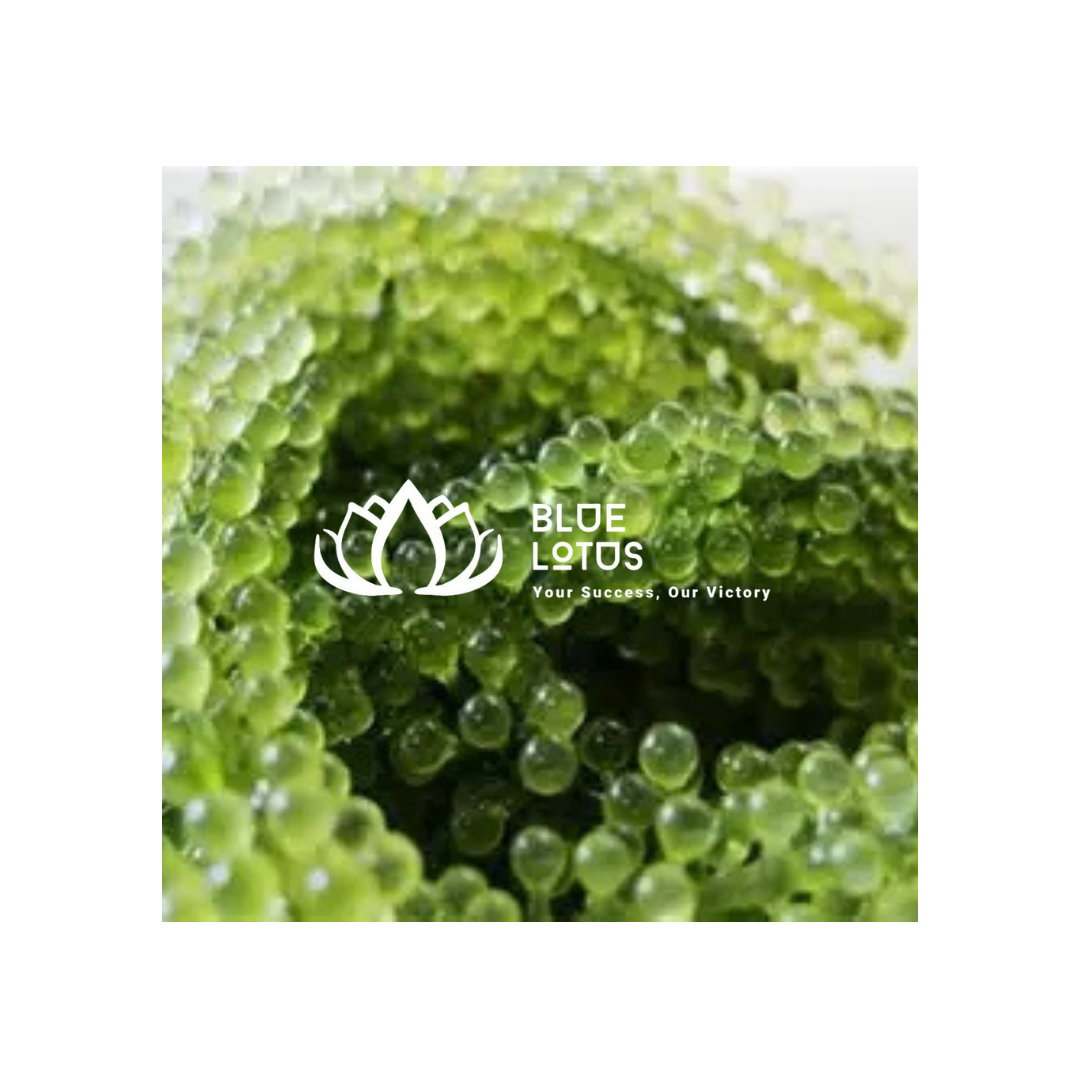 Dried Caulerpa Lentillifera from Vietnam / Seaweed Product for Food Recipes