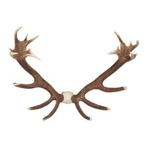 เขากวางแดง - Product Image 3