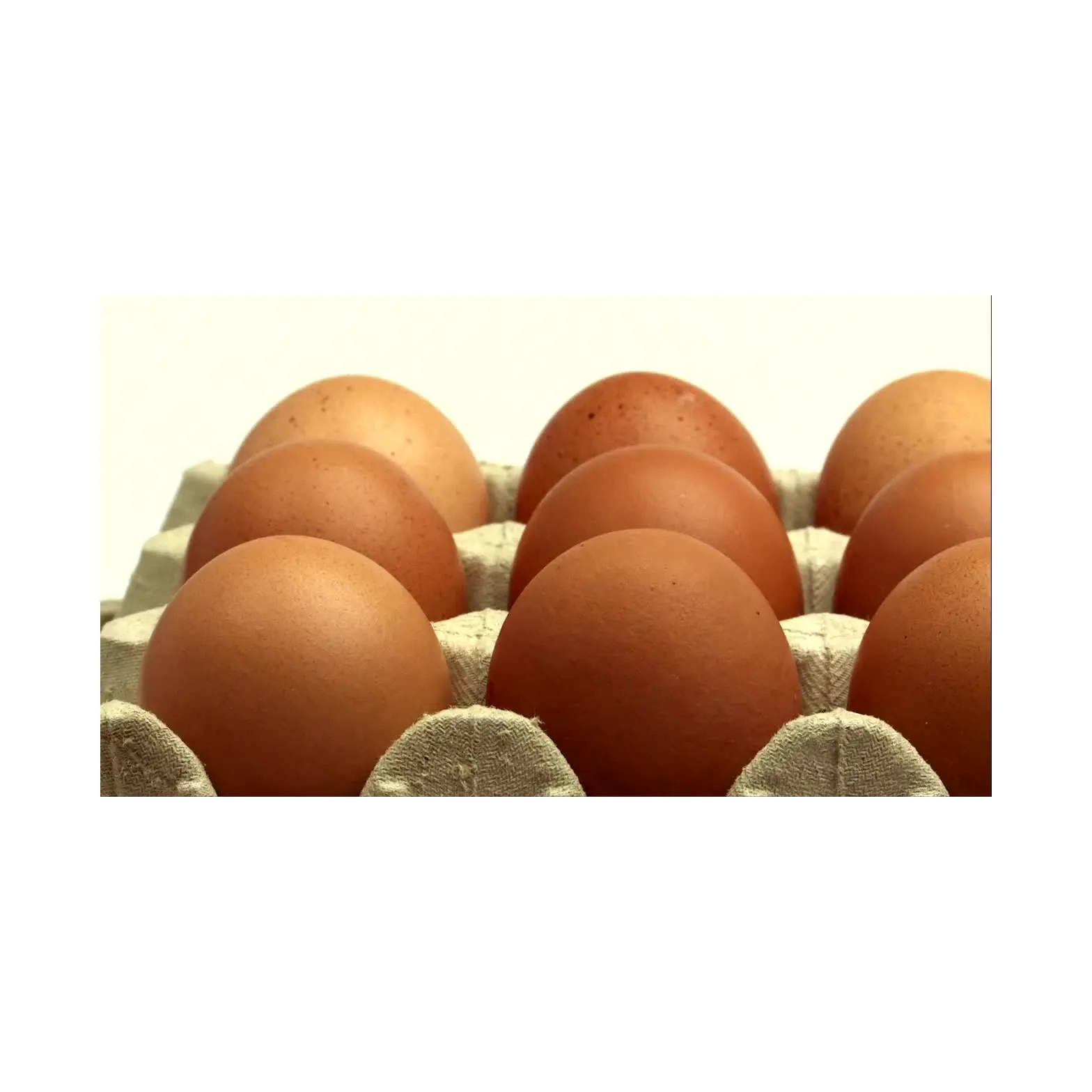 Farm Fresh Organic Poultry Chicken Brown and White Shell Table Eggs | Halal Top Quality Packed Eggs Fresh Chicken Eggs,