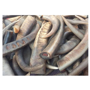 Good Quality Customized for Sale in Bulk <b>Buffalo</b> <b>Horn</b> and <b>Horn</b> Tip/OX Natural Quality OX and <b>Buffalo</b> <b>Horn</b> Tip for Sale at Price - Product Image 5