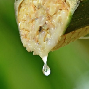 น้ำหวานมะพร้าวธรรมชาติ100% สารให้ความหวานดัชนีน้ำตาลต่ำ - Product Image 1