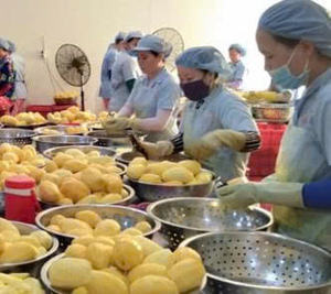 Mango secado al aire de Vietnam, venta al por mayor, rebanadas de mango dulce a granel, suministro de exportación de frutas tropicales, productor de Mango Seco de fábrica Premium - Product Image 6