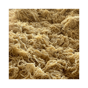 Musgo de mar irlandés dorado a granel a bajo precio, musgo de mar seco y sazonado en caja de exportación con alta calidad - Product Image 5