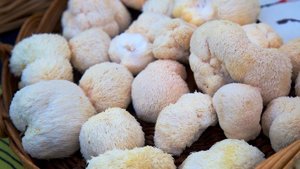 Dried <b>Lion</b> <b>Mane</b> Mushroom for <b>Tea</b> Soup & Food Processing | Vietnam Bulk Supplier - Product Image 4