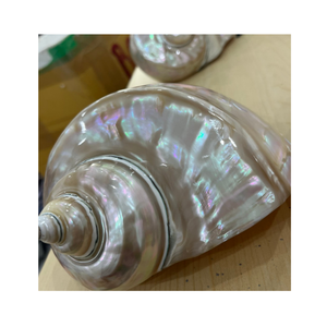 Vietnam Factory 99 Gold Data fournit des coquilles de conque de qualité supérieure pour des projets artistiques dans des teintes vertes et blanches - Product Image 3