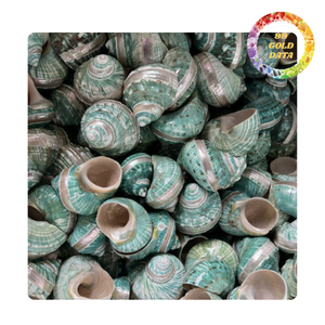 Turbo Shell blanc poli du Viet Nam | Blanc et turquoise | Prêt pour la fabrication de bricolage et le verre à vin - Product Image 3