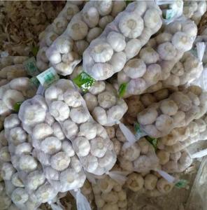 Venta al por mayor de ajo blanco normal fresco de calidad superior todos los tamaños Tailandia origen 5kg 50cm - Product Image 4