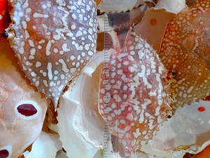 100% NATURAL Dried Crab Shells <b>Clean</b> Crab Carapaces Food <b>Stuff</b> Made in Vietnam Wholesale Price - Product Image 5