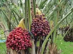 Tissue Cultuur Datum Palm Tuin Zaailingen Verpakt Met Hoge Fiber Kokos...