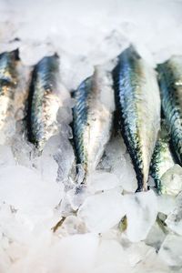 Filete de Caballa Atlántica Congelada Peces de Calidad Premium - Product Image 4